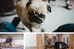 grupo accioninmobilaria blog prohibir mascotas en pisos de alquiler